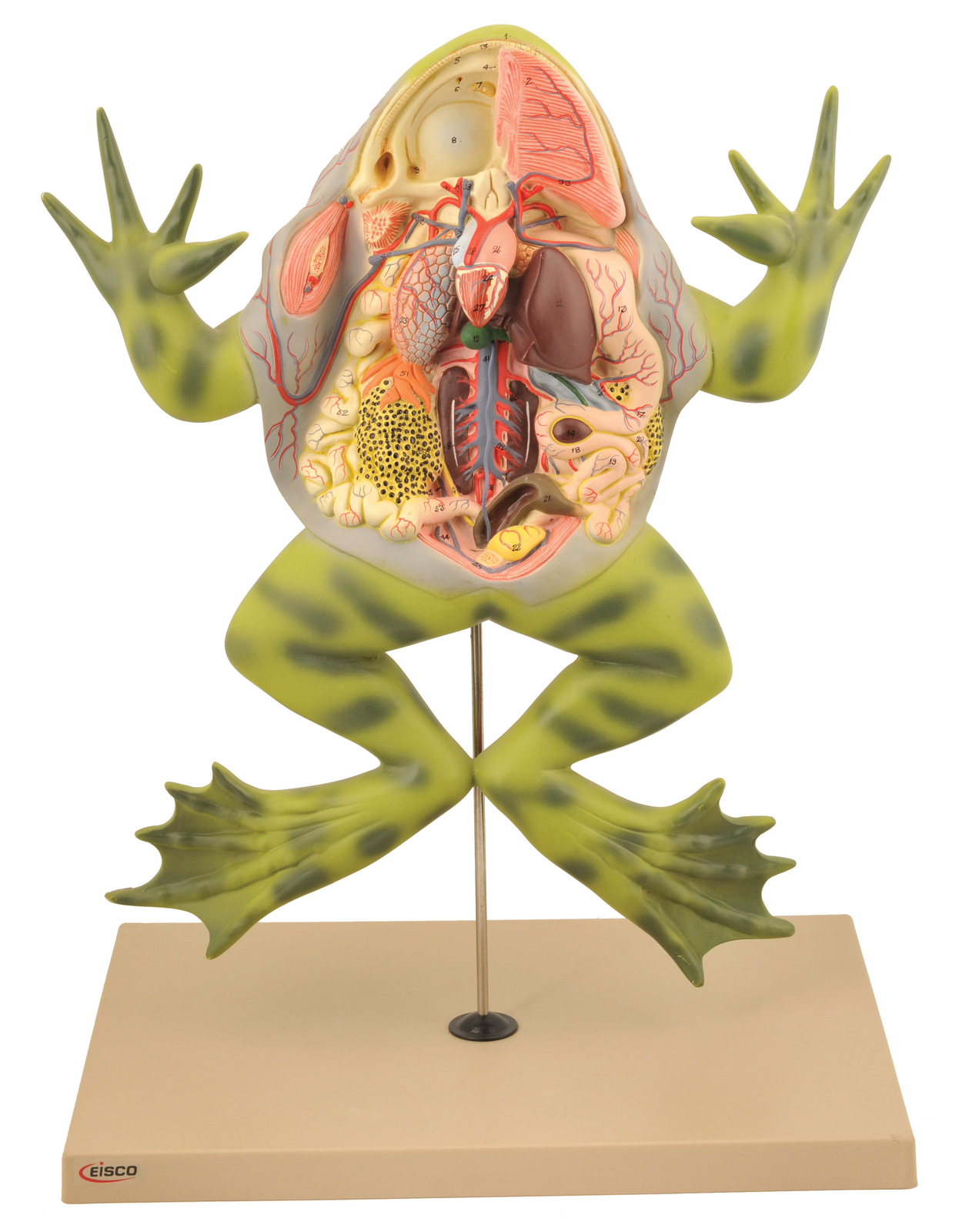 Eisco Labs Frog Dissection Model with open back (Bull Frog); on stand