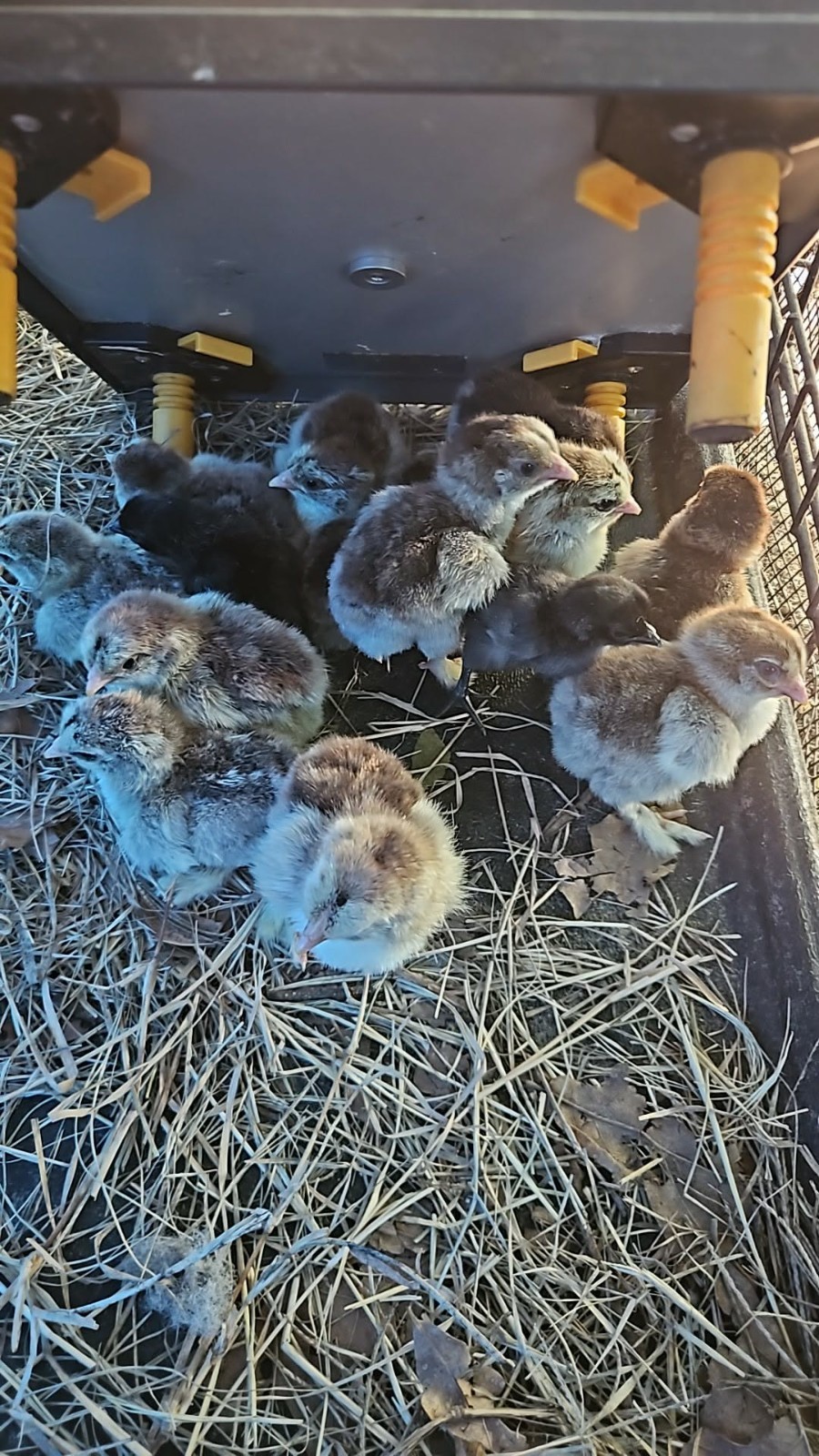 6+ DARK BRAHMA Fertile Hatching Eggs