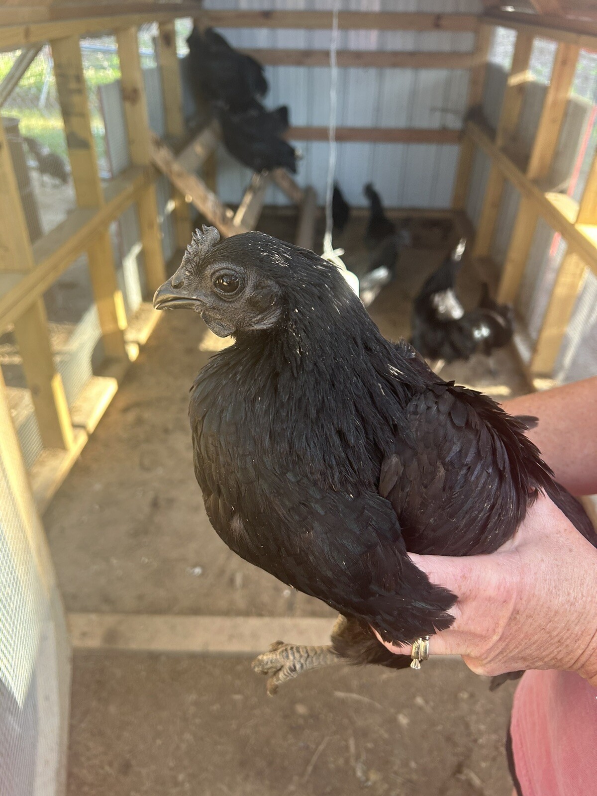 5+ Ayam Cemani Hatching Eggs Fast Shipping NPIP certified