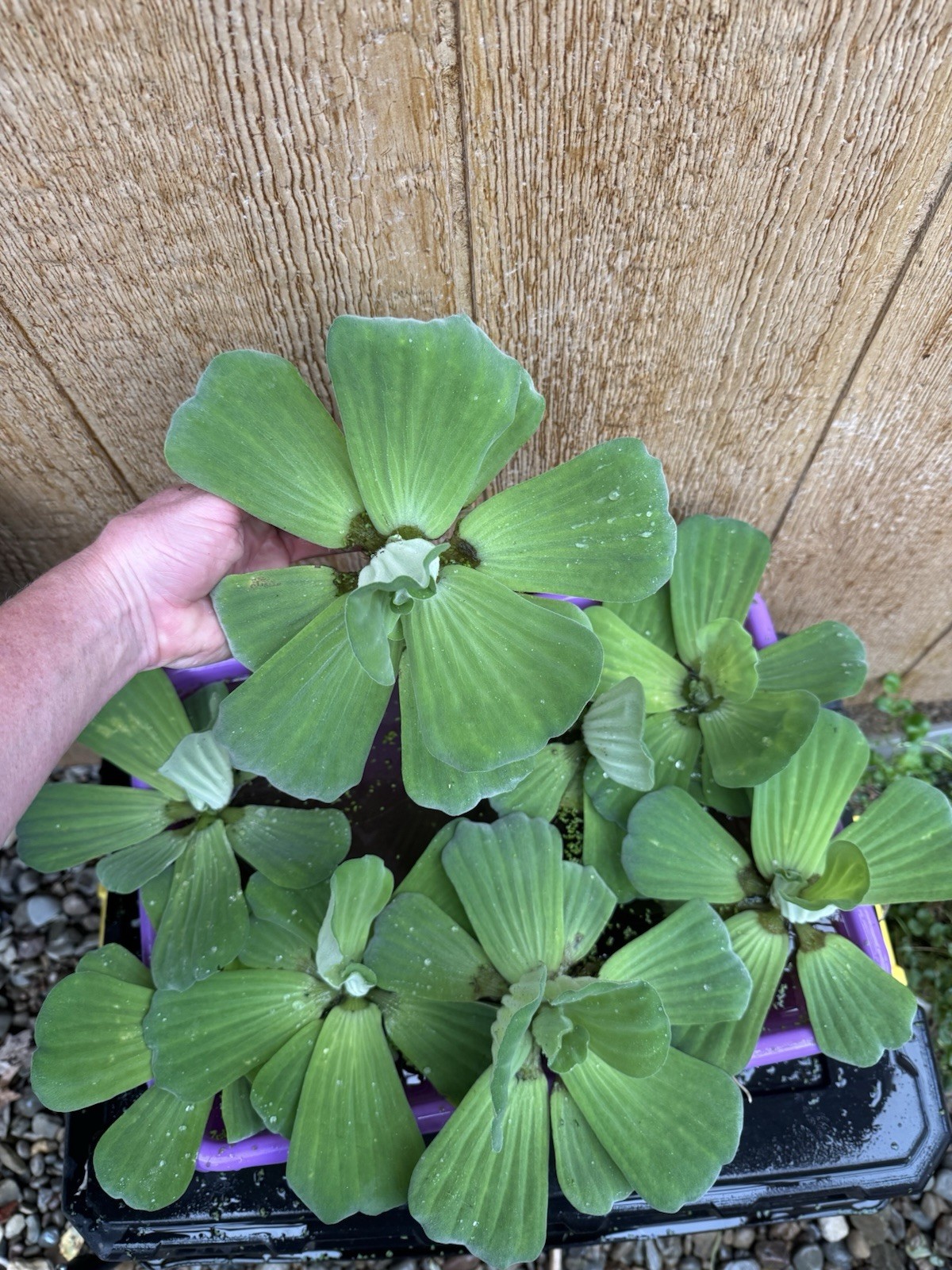 MEMORIAL DAY SPECIAL (5) Water Lettuce Koi Pond Floating Plants Algae LARGE  6”