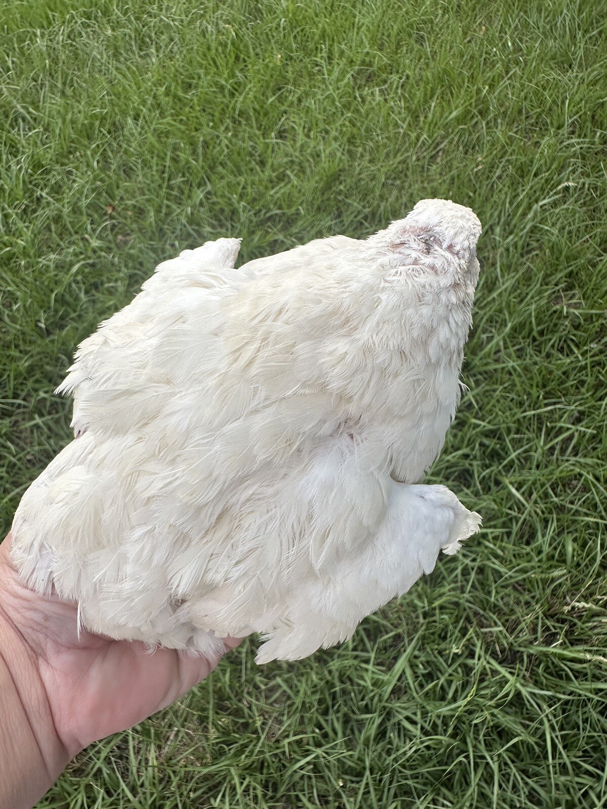 Quail 30 Jumbo Texas A&M Large Egg Layer Great meat priority ship and foam pack