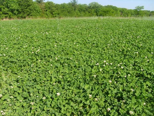 5 Lbs Deer Hunter's FALL DEER FOOD PLOT SEED MIX Wheat Oats Rye Peas + Brassicas