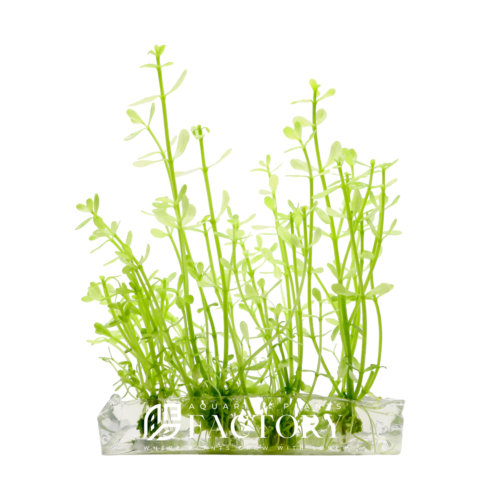 Bacopa Platinum Tissue Culture | Aquarium Plants Factory®
