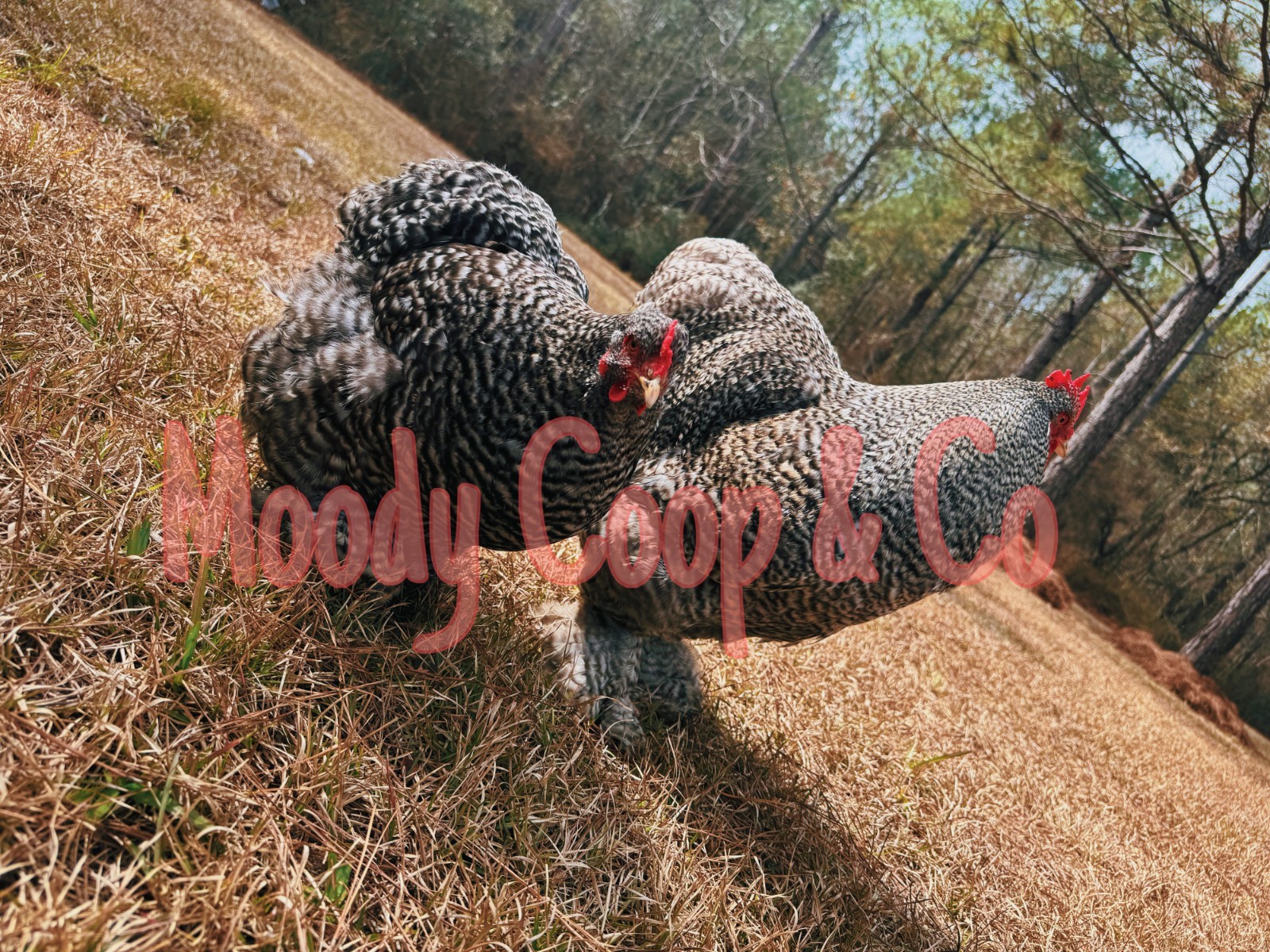 6+ Fertile Large Fowl Barred Cochin Hatching Eggs 🐣