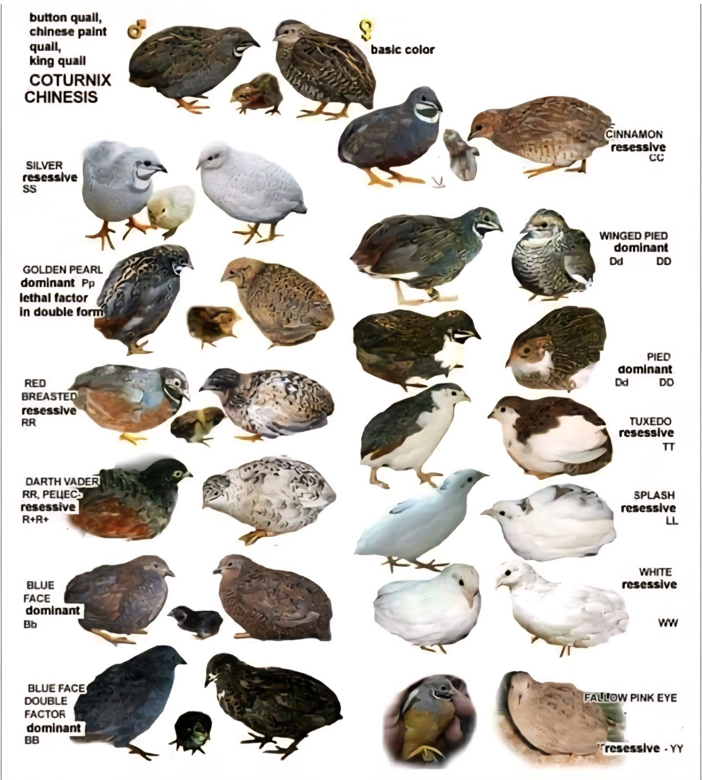 12 (+3EXT) ❤️LORE FARMS Button Quail Hatching Eggs Chinese Painted SPECIAL RARE