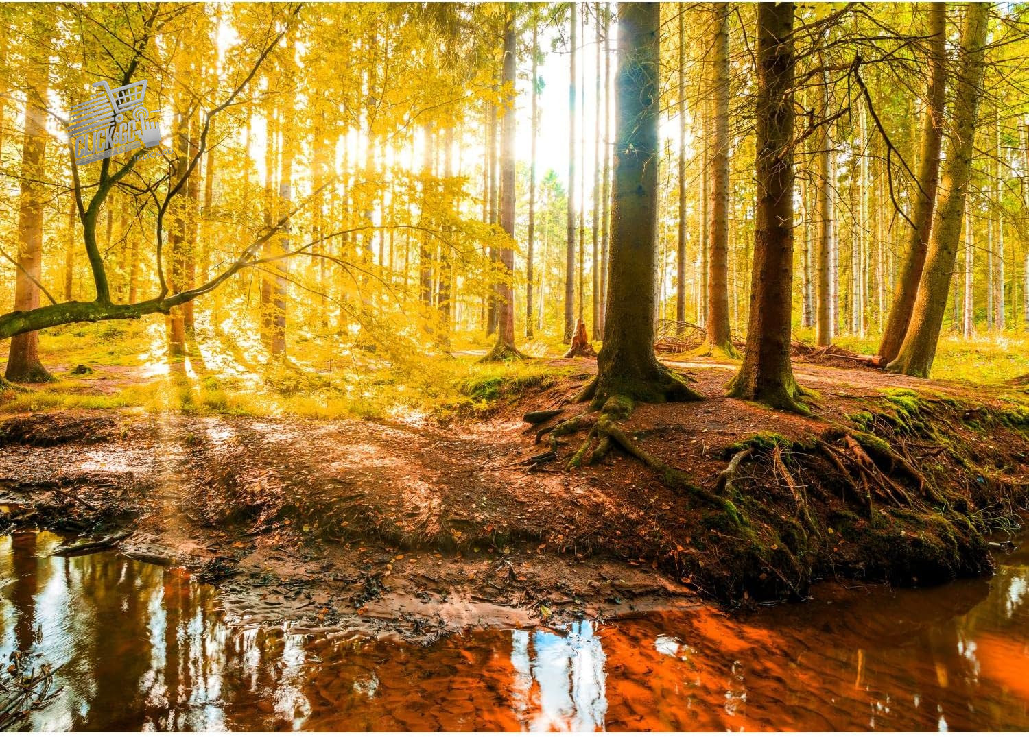 Photographic Wallpaper Forest in Autumn 352 X 250 Cm Fleece Wall Background XX