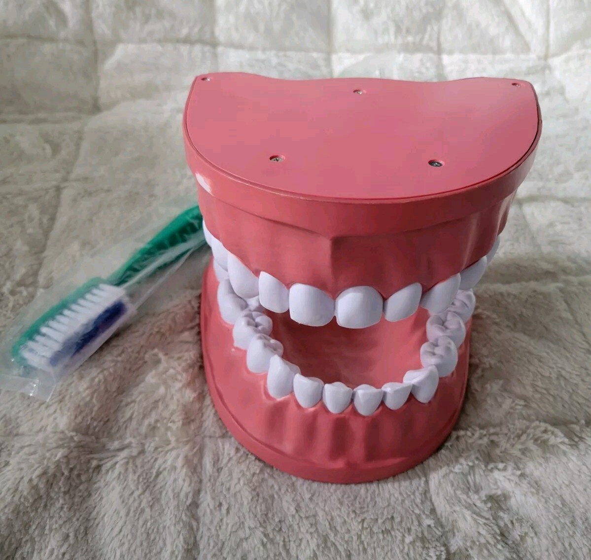 Large Vtg Dental Articulating Jaw Model Gums Teeth Brushing  Dental  Display Fun