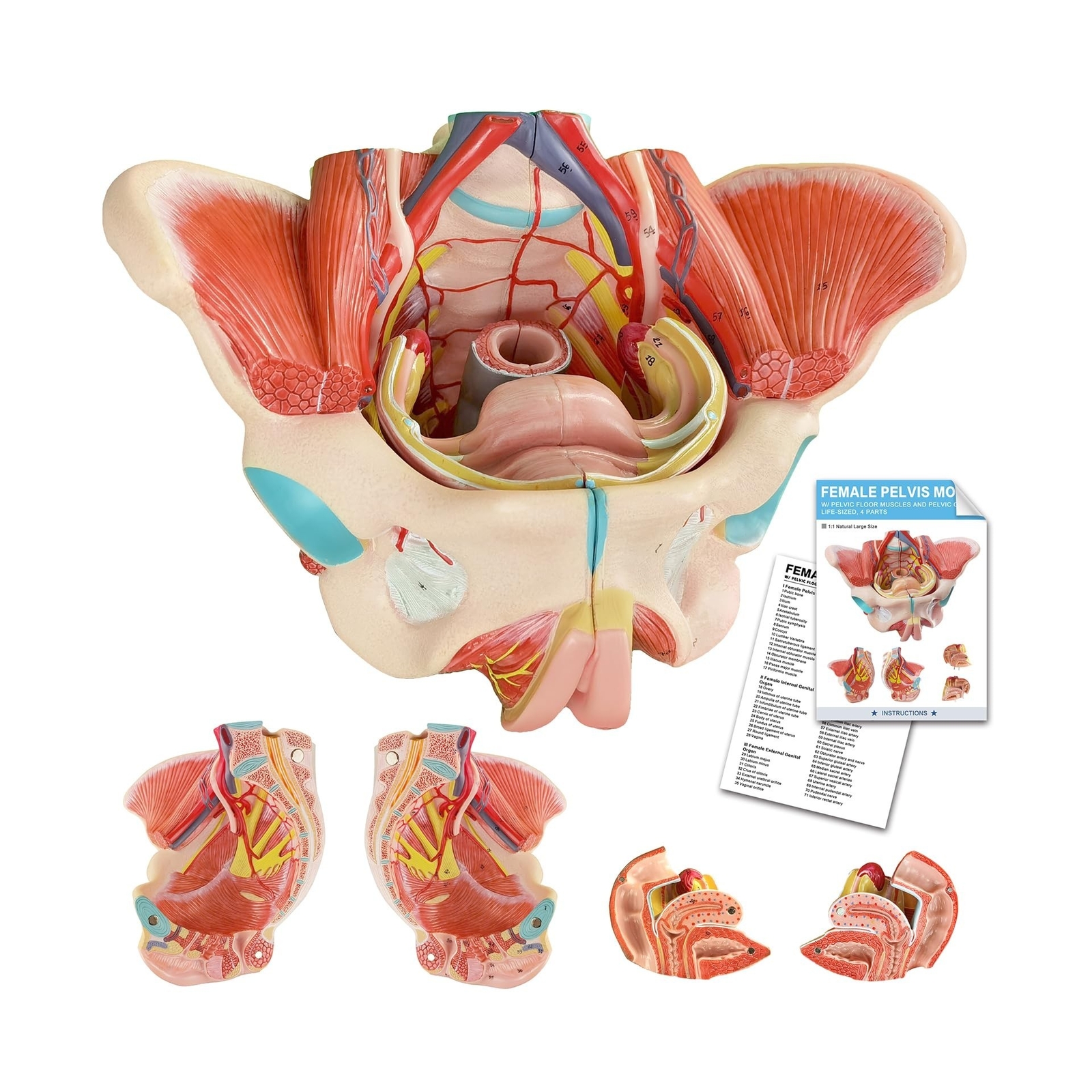 Human Female Pelvic Floor Anatomy Model, Life Size 4 Parts Female Pelvis Mode...