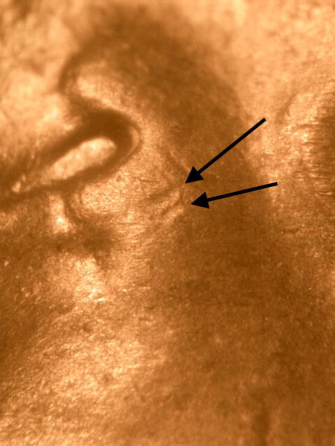 1944-S DDO-??? Tripled Die Obverse Gem BU Uncirculated Red Lincoln Cent#5