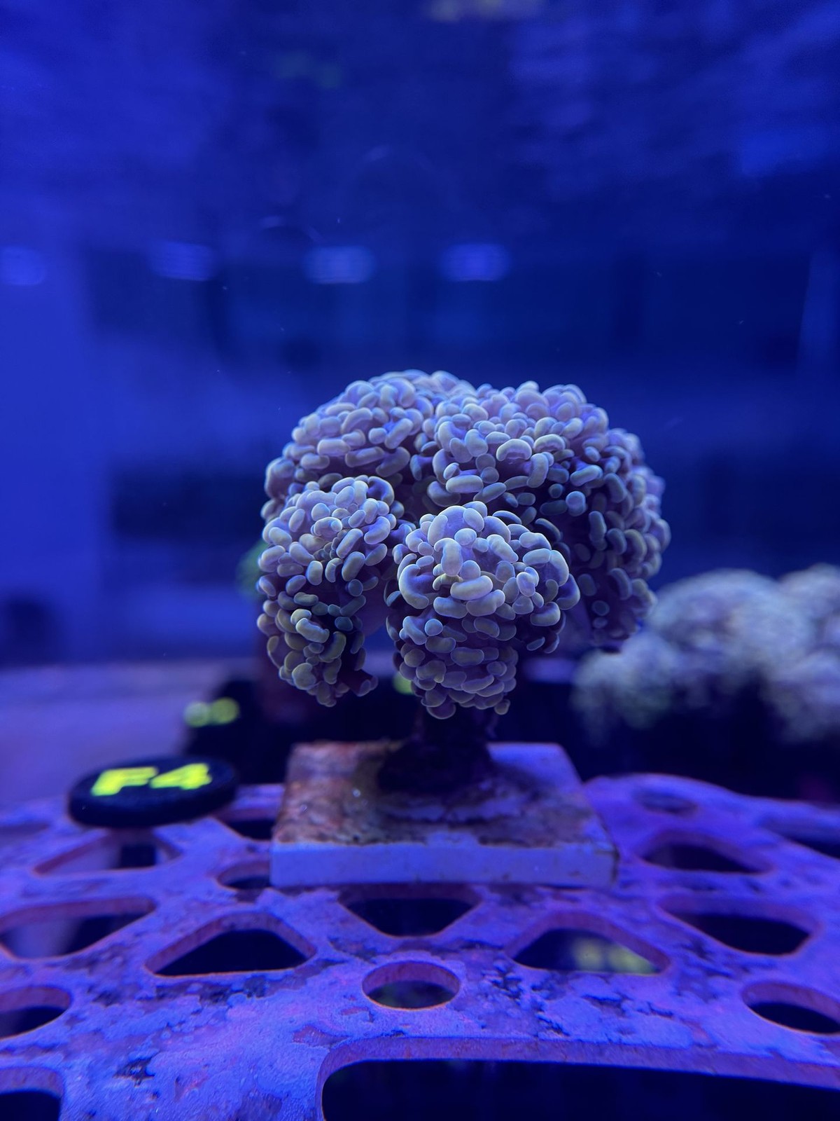 Livestock (Corals) - Hammer Coral - Gold (WYSIWYG)