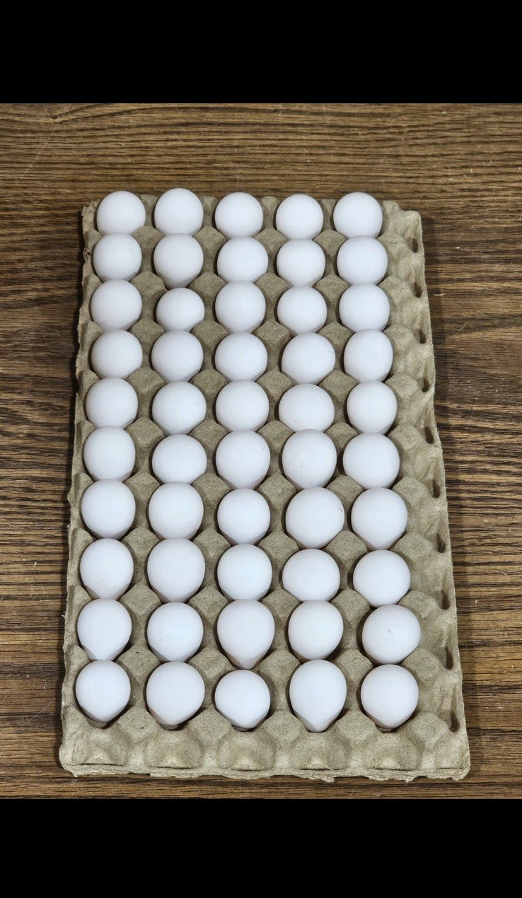 25 Northern Bobwhite Quail Hatching Eggs - NPIP Cert - FREE SHIPPING