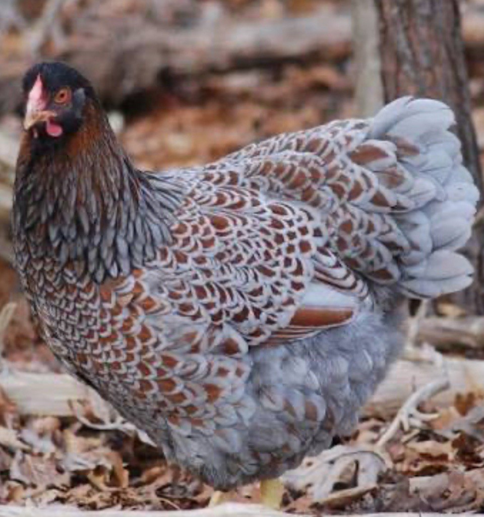 6 Farm Fresh Hatching Eggs Fancy BLUE LACED RED WYANDOTTE Brahpi Orpington ❤️eb