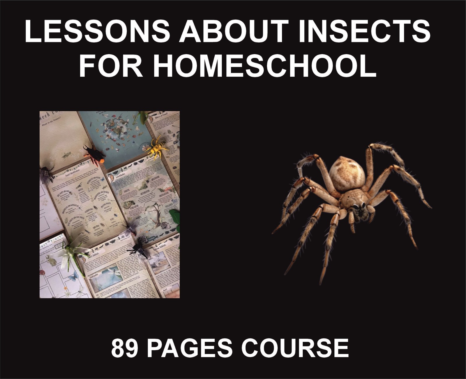 Lessons For Homeschool, Insects, Daily Course Cards With Pictures, PDF