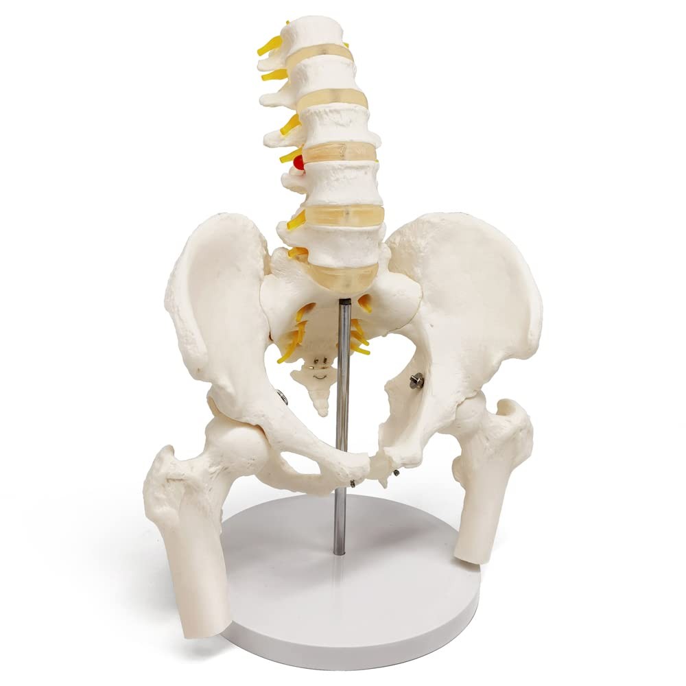 Male Pelvis Model with 5 Lumbar Spine, W/Removable Femur Head, Life Size Anat...