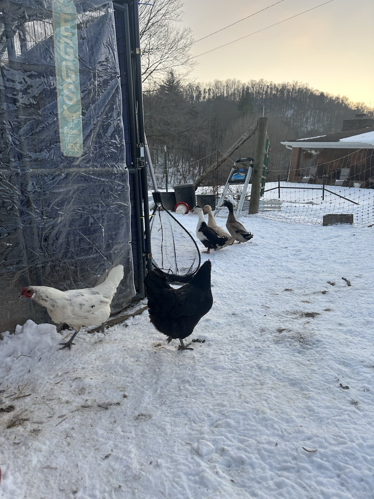 12 Assorted Hatching Eggs, EASTER EGGER, BCM, LAVENDER ORPINGTON, ETC.