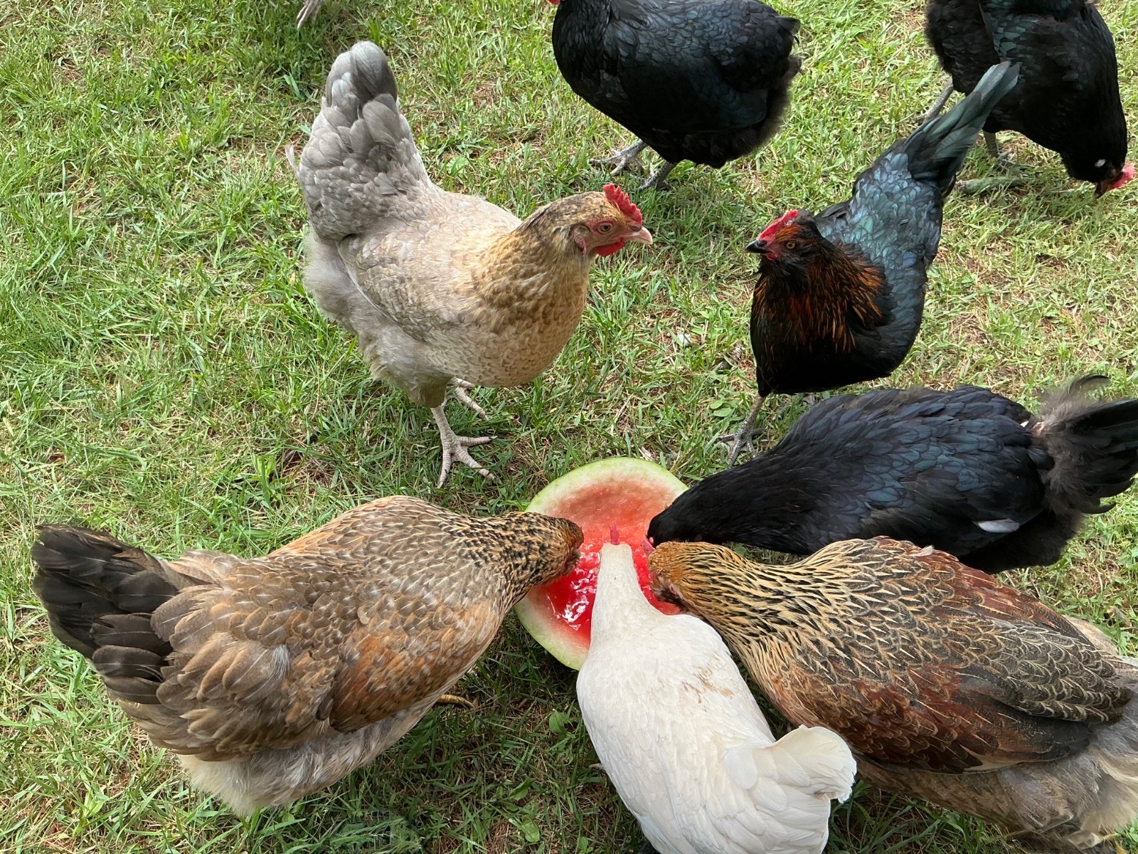 Hatching Eggs, (20) , Mixed Barnyard Flock, Wyandotte, Easter Egger etc.