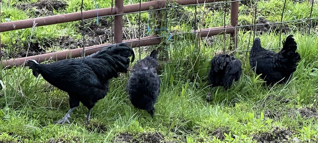 10++ NPIP Ayam Cemani Hatching Eggs - Read Description