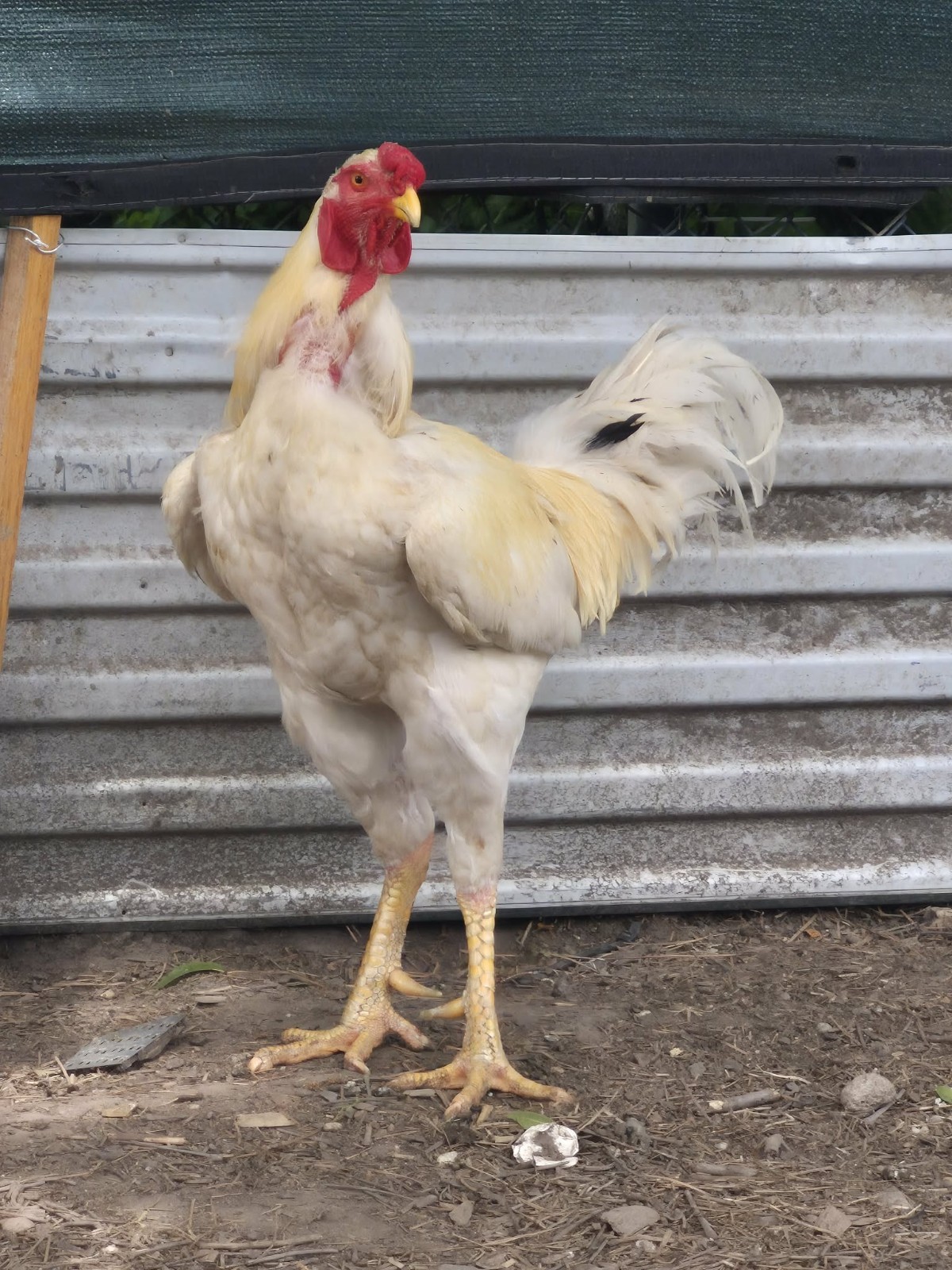 6 super rare  white Indio gigante hatching eggs. The tallest chicken breed