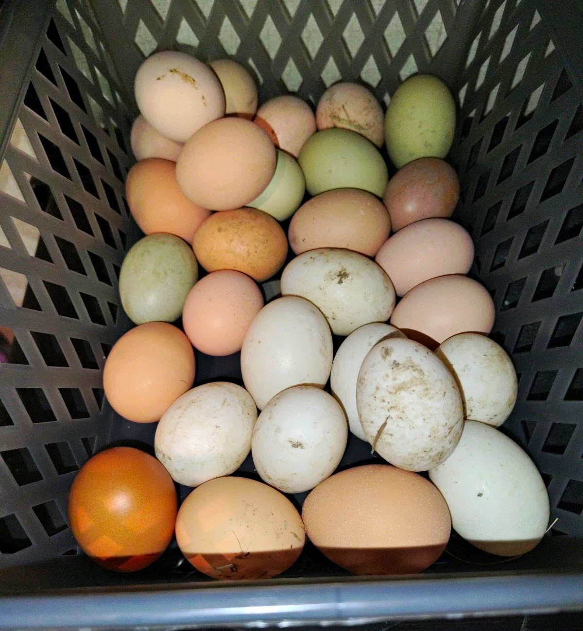 Assorted Rainbow Chicken Hatching Eggs (Assorted Colors)