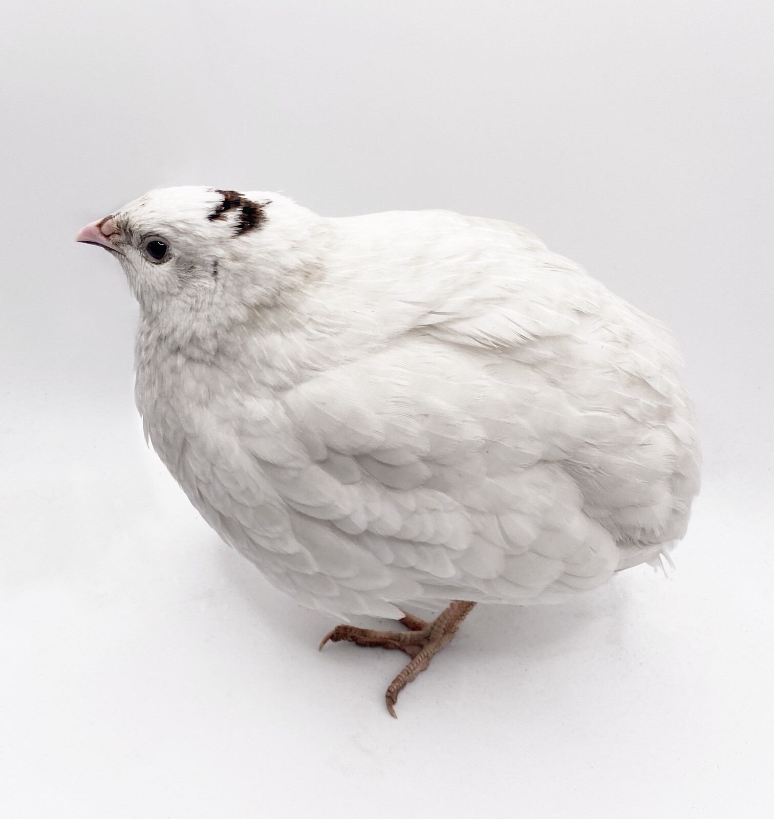 6++ Celadon Coturnix Quail Hatching Eggs - Blue Egg Layers