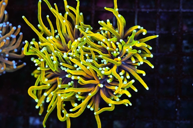 Ignited Dragon Soul Torch Coral WYSIWYG - SAQ Coral Farm