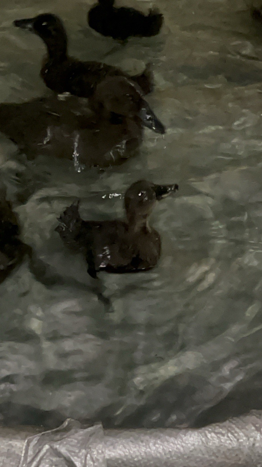 Cayuga Duck Eggs 10+2