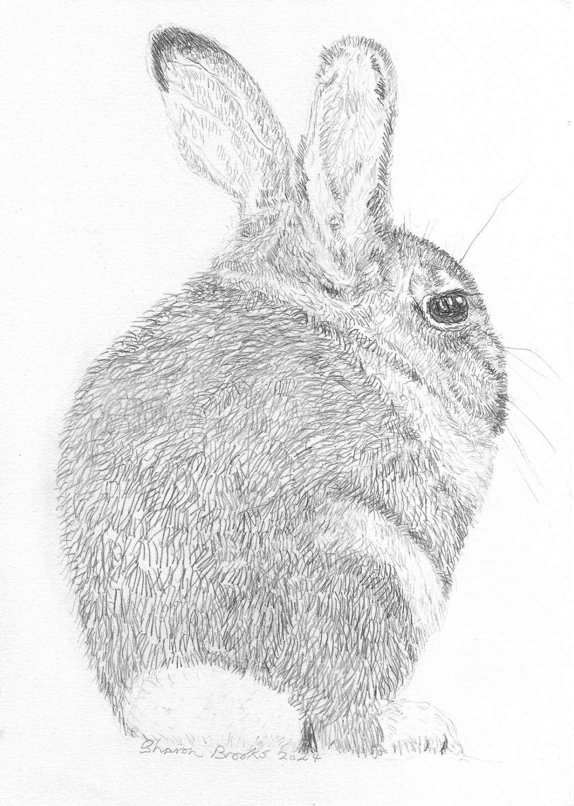 Rabbit Pencil Sketch By Sharon Louise Brooks