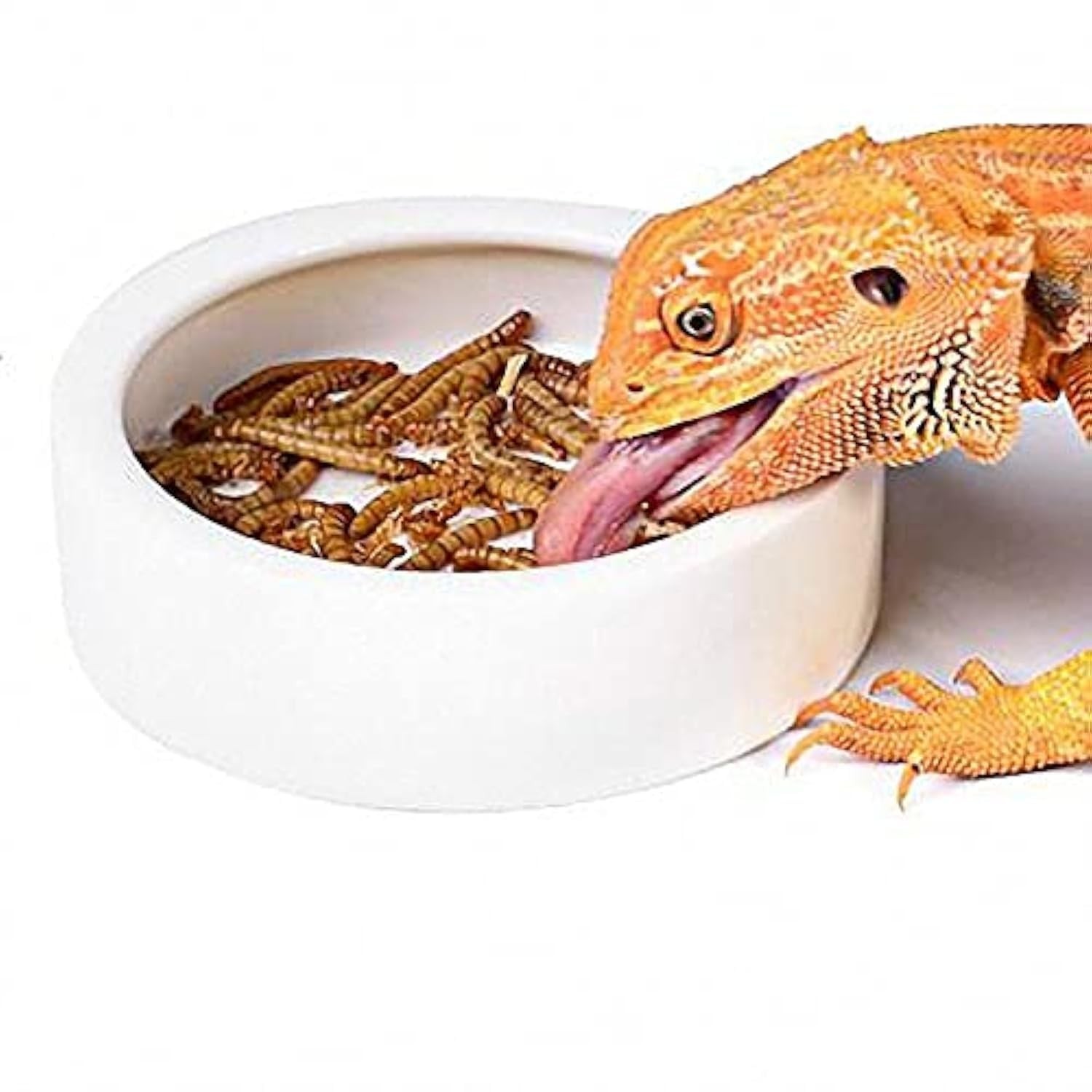 Reptiles Bowl Ceramics Dish 3.9 x 1 inch Round Feeder Anti-Escape Dubia Roach...