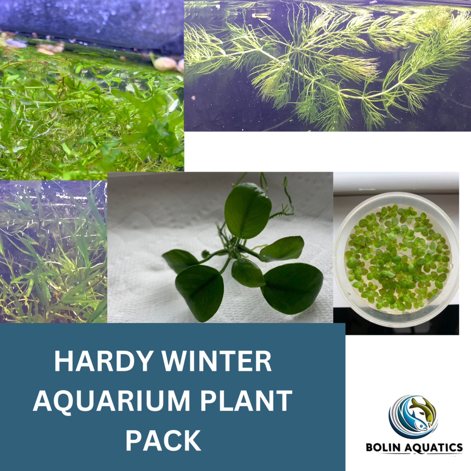 Hardy Winter Aquarium Plant Pack – Cold-Tolerant Beginner Friendly Variety