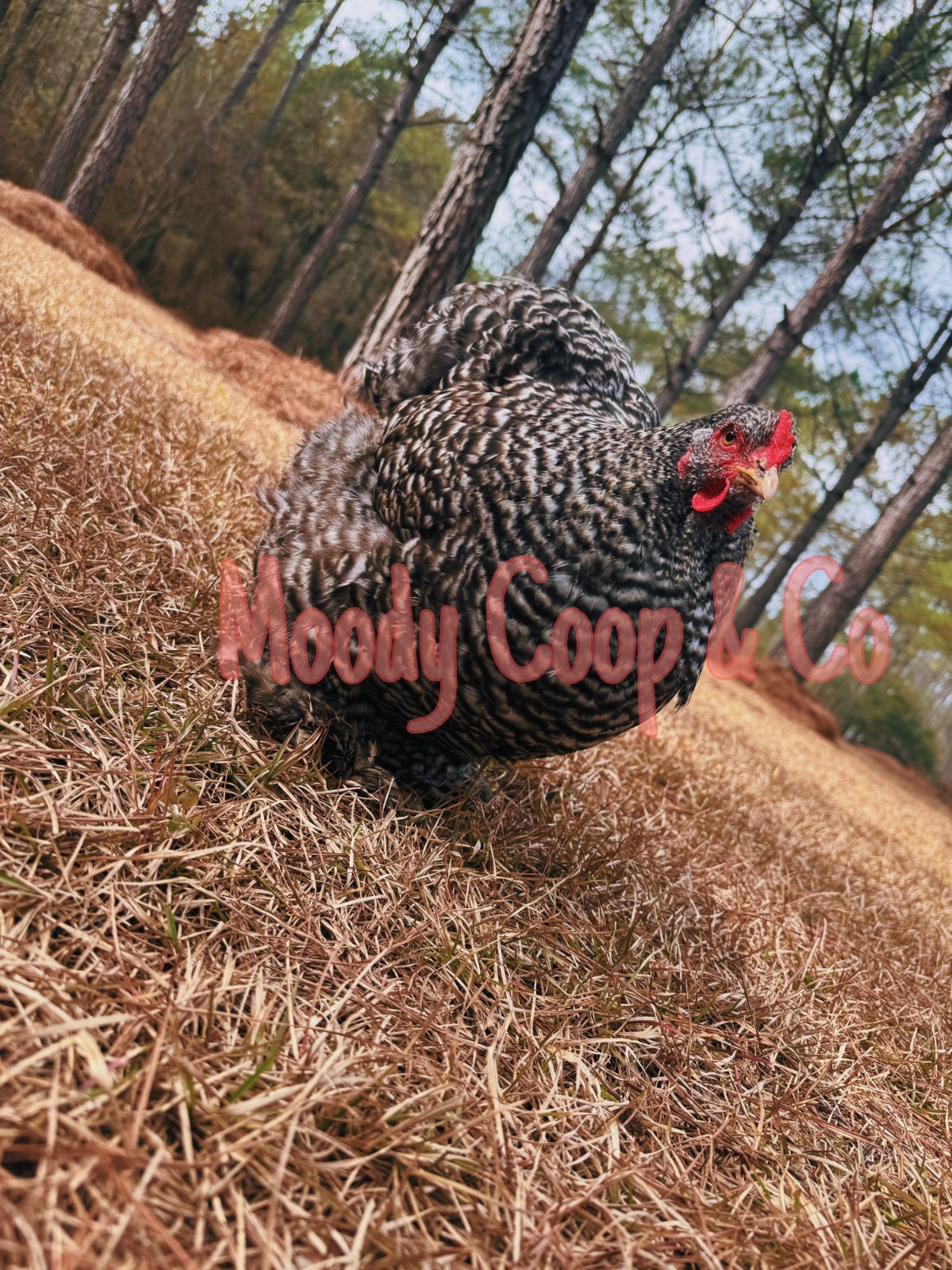 6+ Fertile Large Fowl Barred Cochin Hatching Eggs 🐣