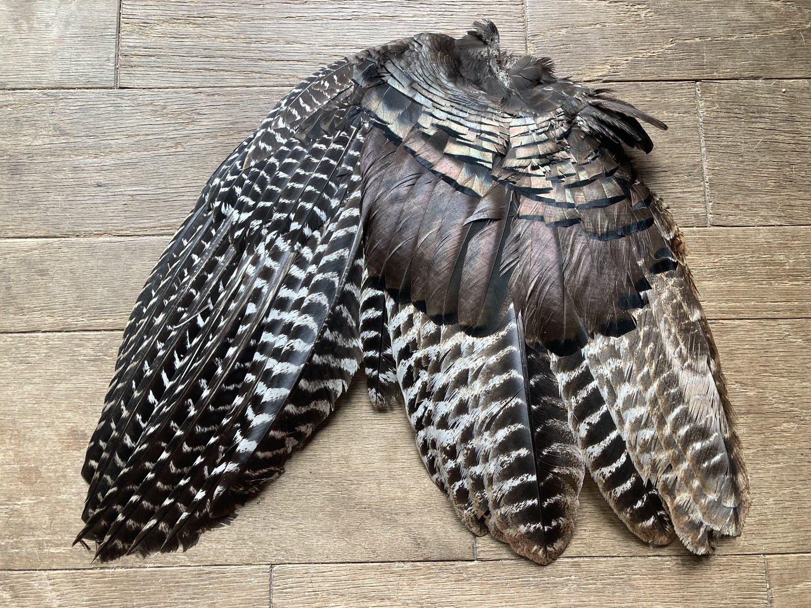 1 (One) Grade #1 Wild Eastern Tom Turkey Whole Left Wing Fletching Fly Tying