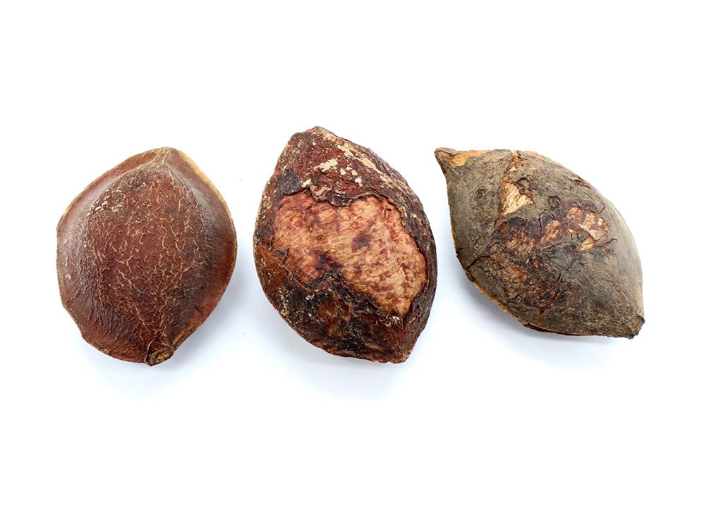 Indian Catappa Seed Pods
