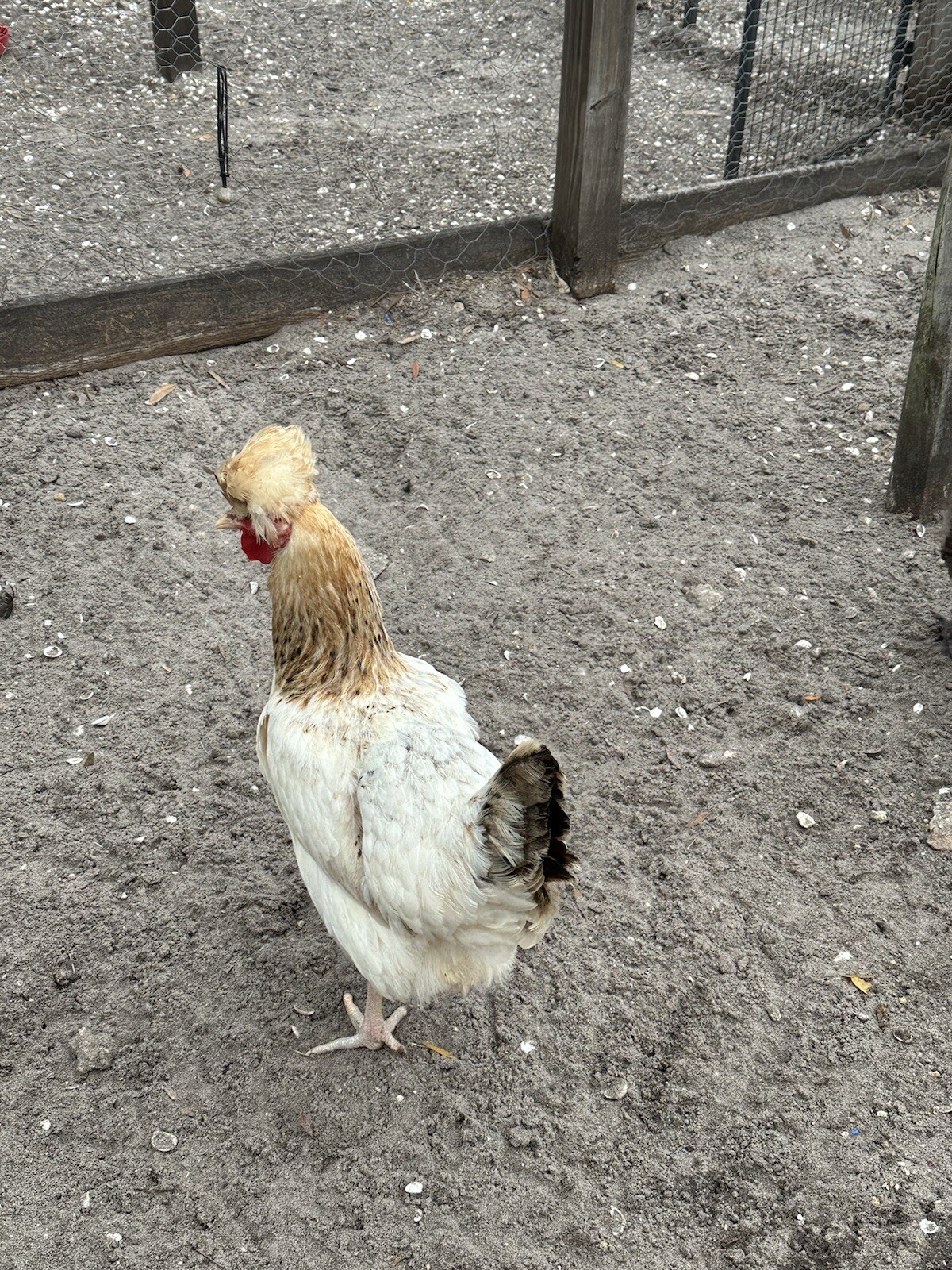 15+ Rare Sanjak Longcrower Chicken Hatching Eggs Large Breed 🎶 Unique Crow 🎶