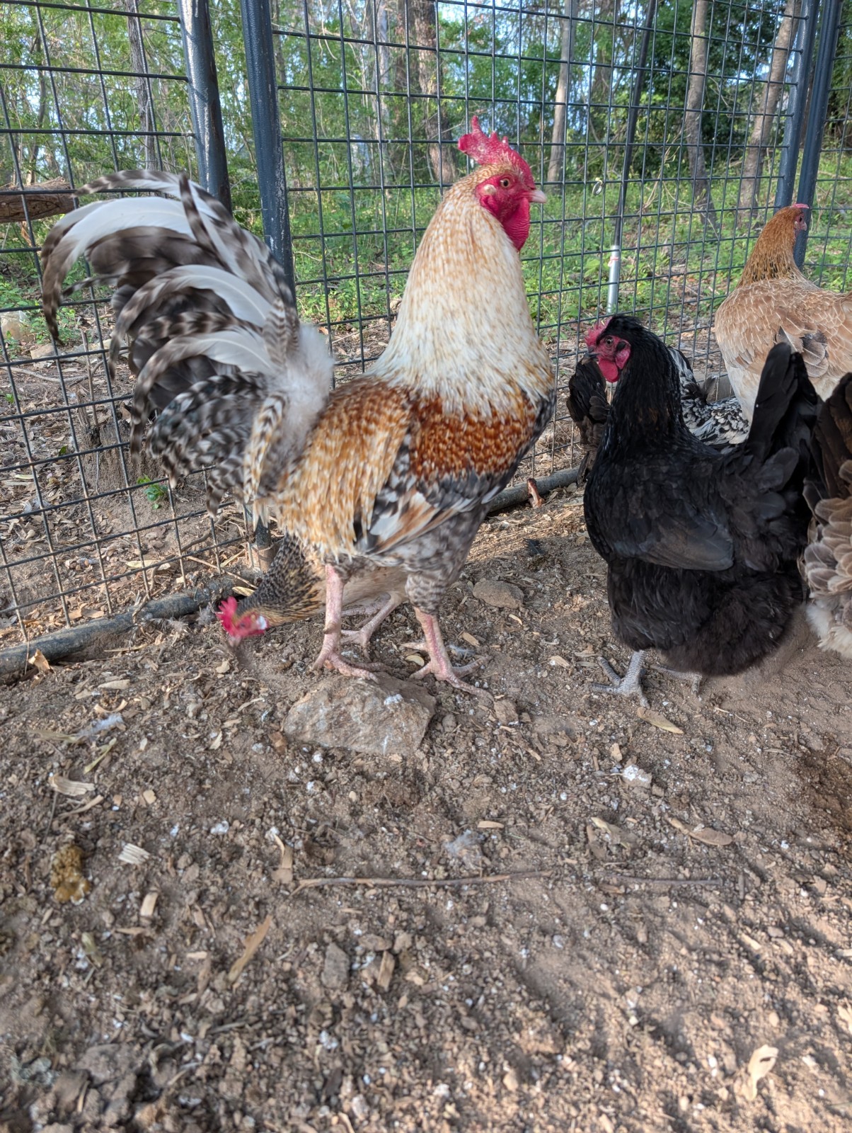 Assorted Chicken Hatching Eggs, Mixed Color, Rainbow basket eggs .