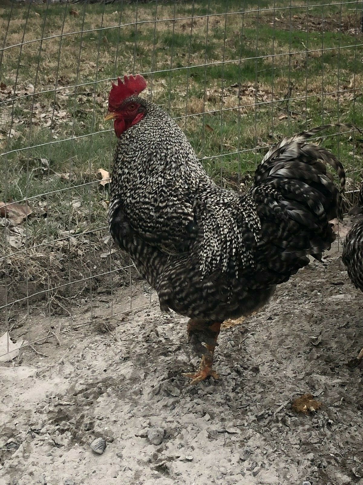6 Barred Plymouth Rock Hatching Eggs