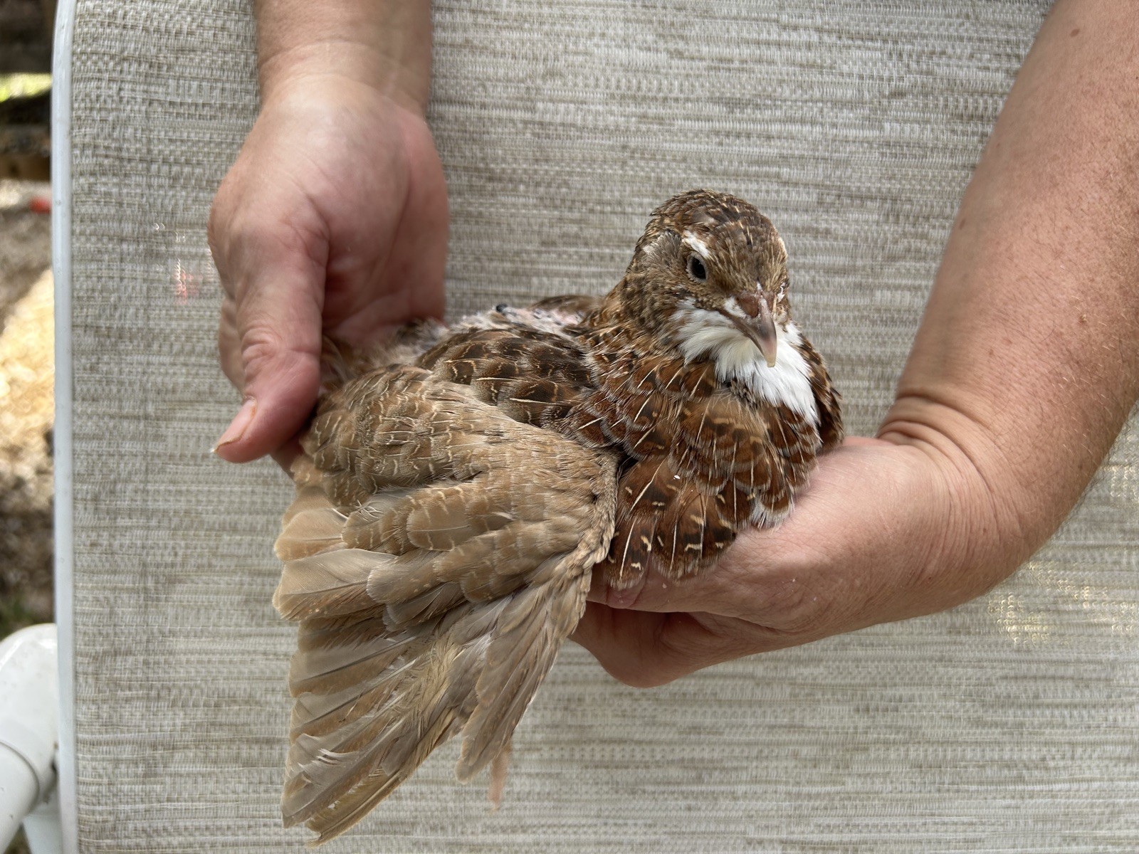 180+ Fertile Jumbo Multi Color Coturnix Quail Hatching Eggs