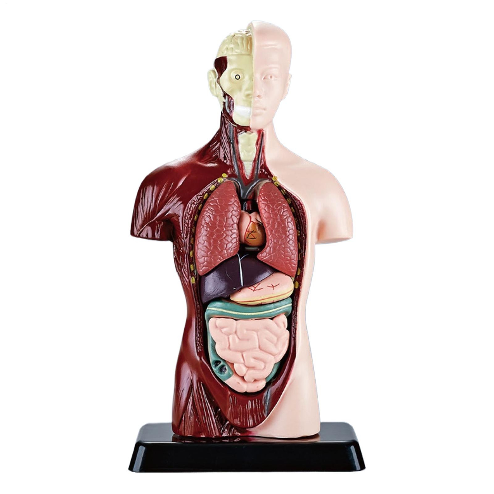 24.5 cm tall male sex 4D torso Anatomical Model Medical Anatomy Anatomy model