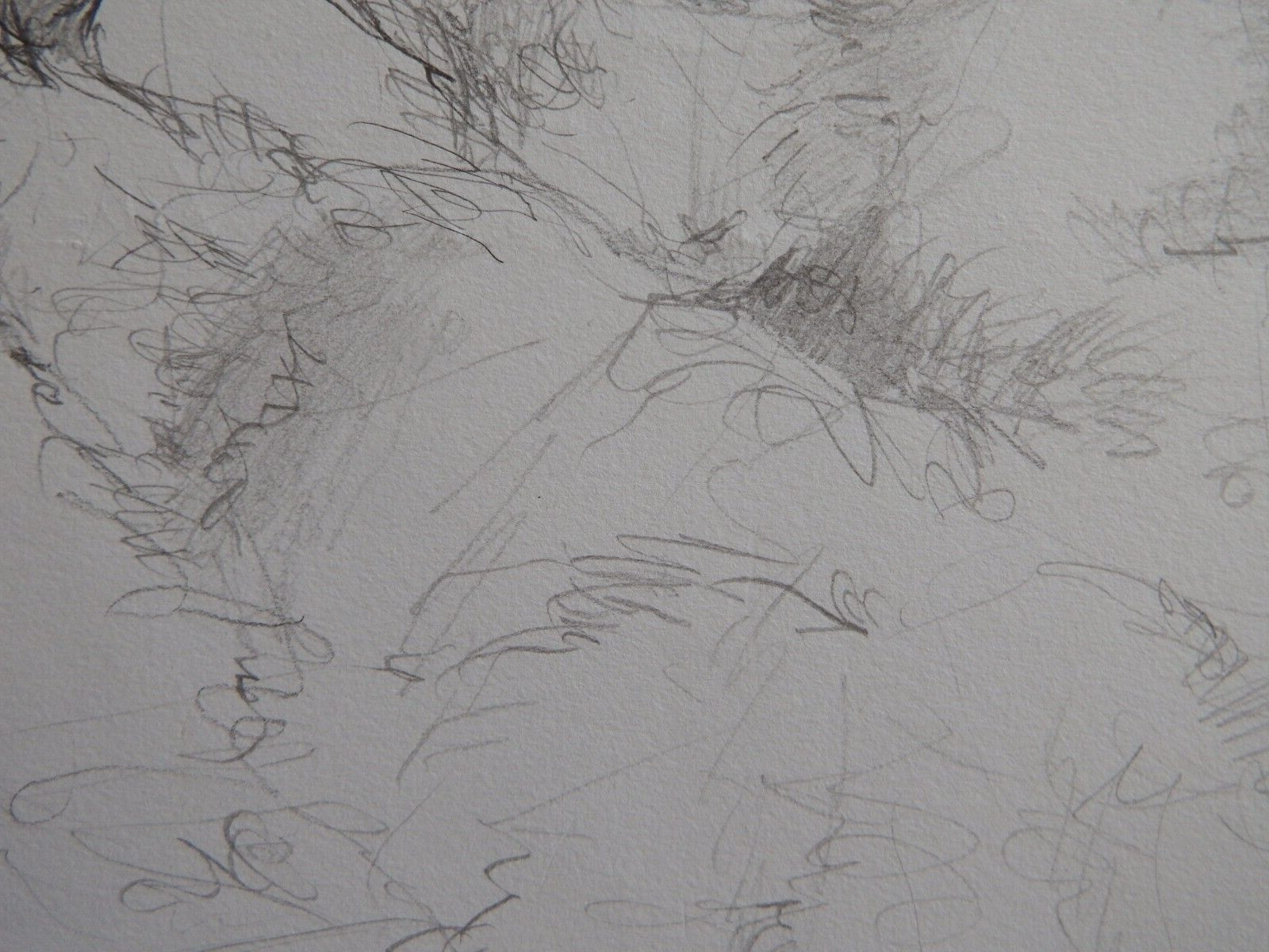 Pencil drawing cat curled sleeping