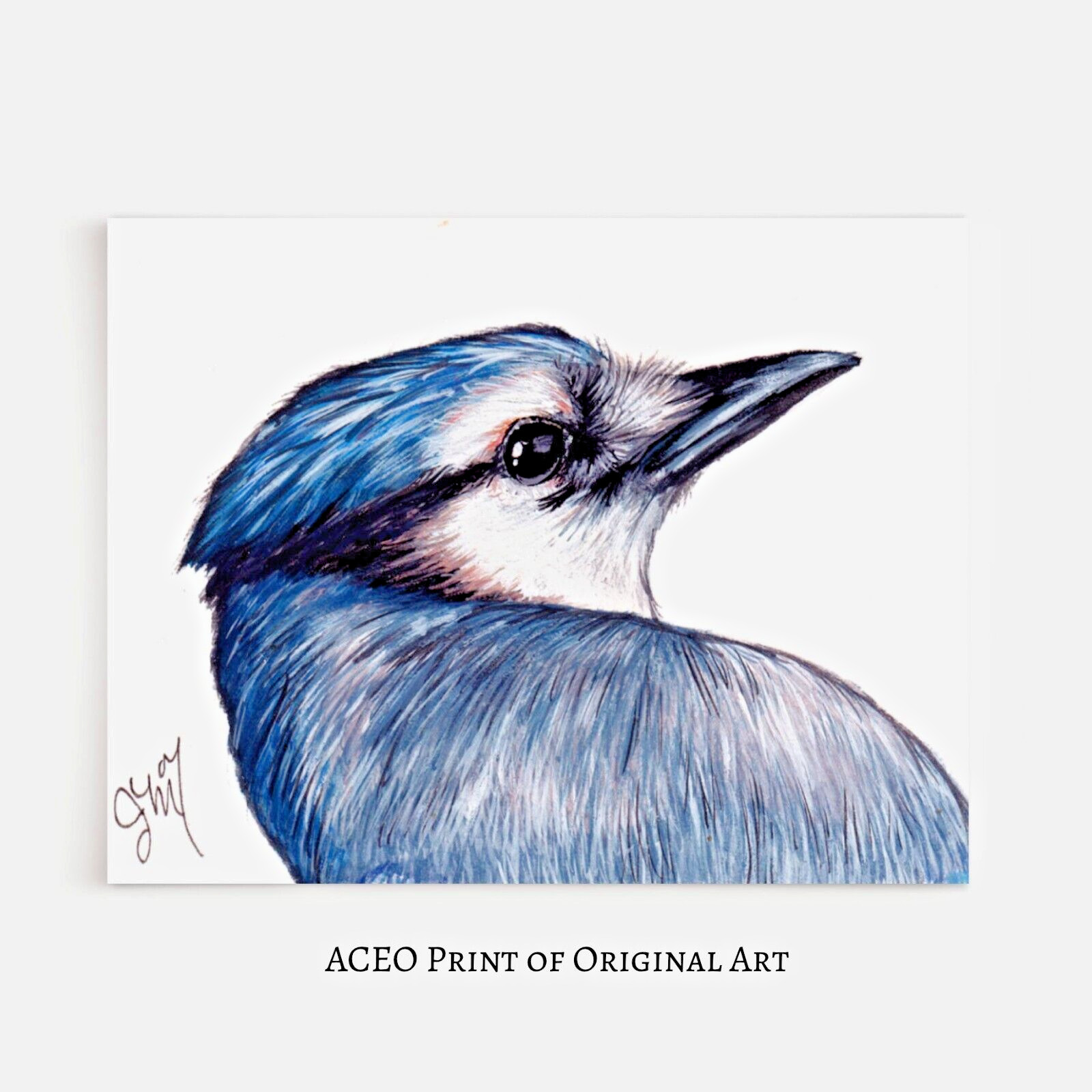 ACEO Print of Original Art Bird, Blue Jay Collectible Card, Miniature Art, ATC