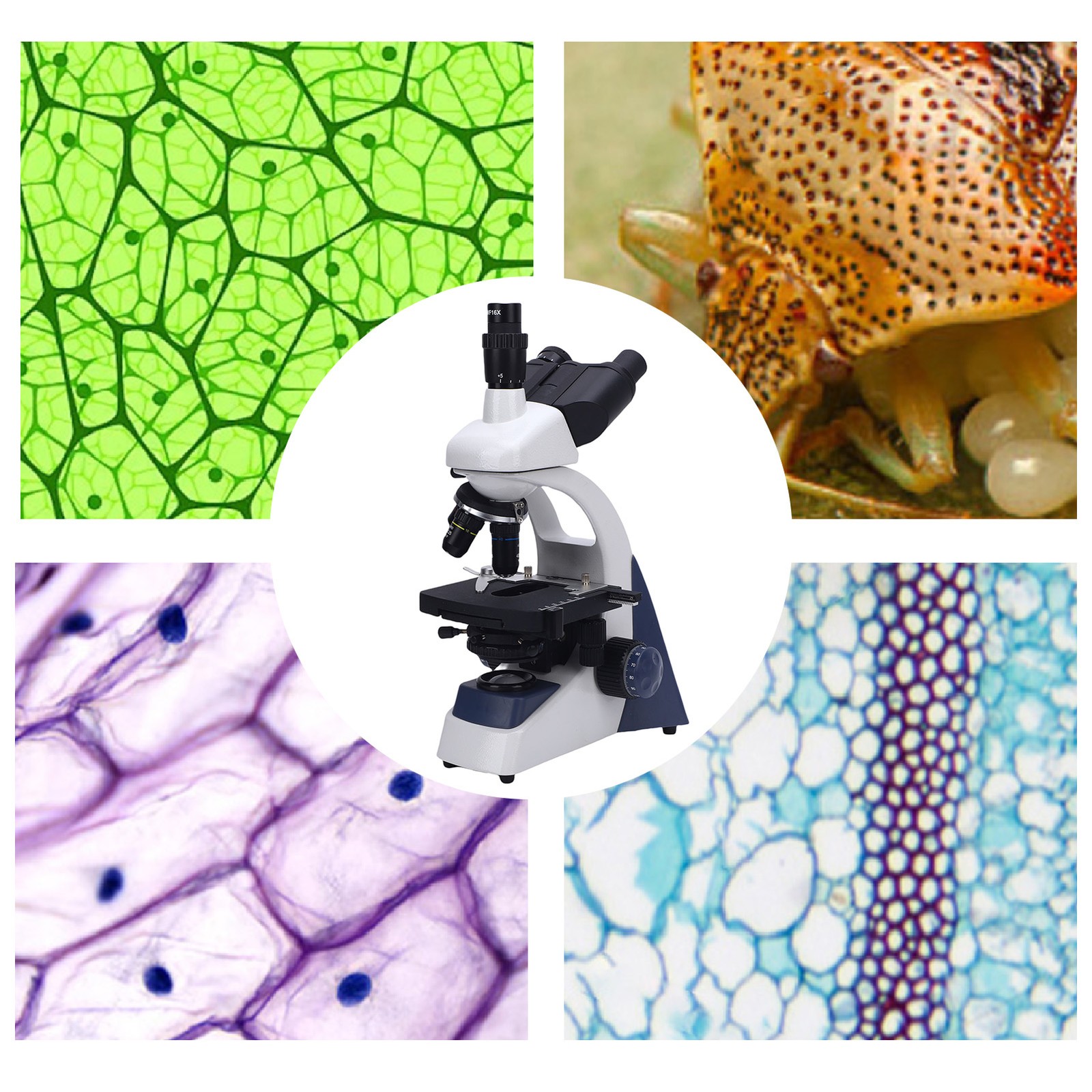 40X-1600X Industrial Microscope Trinocular Microscope With LED Light Microscope
