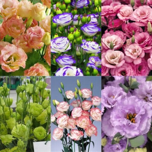 300pcs Mix Eustoma Grandiflorum Seeds Outdoor Flower Seeds Garden Yard