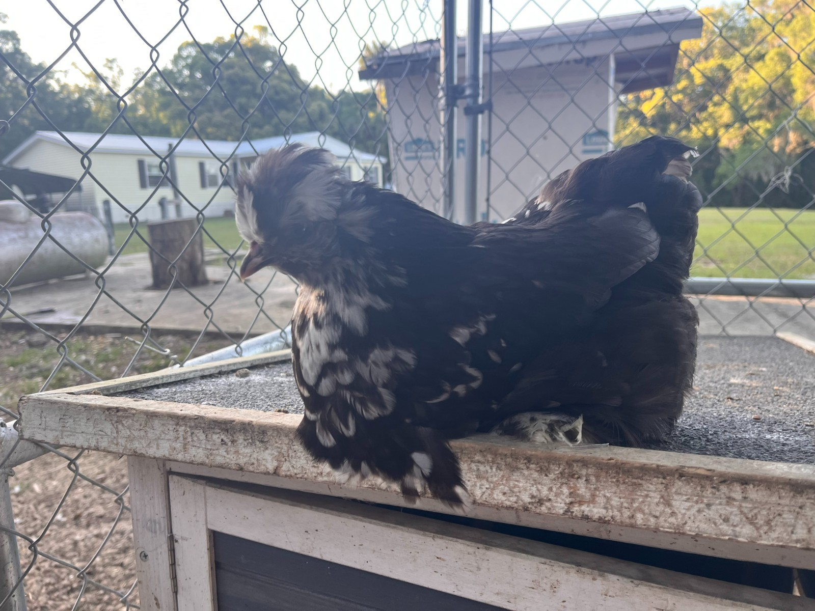 10+2 Bantam D'Uccle/Silkie Hatching Eggs- NPIP/AI Clean