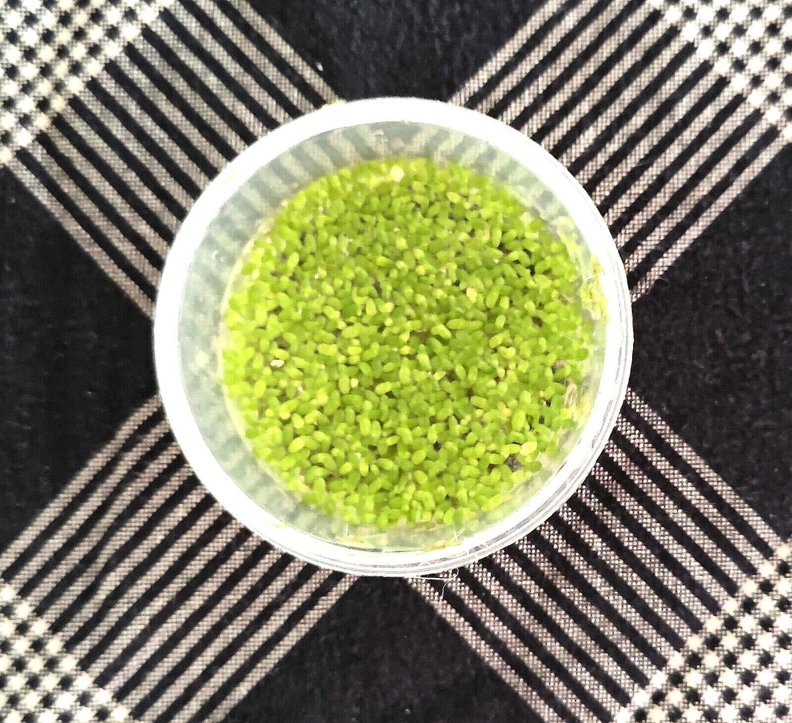 PK Endlers - Duck Weed (lemnoideae)