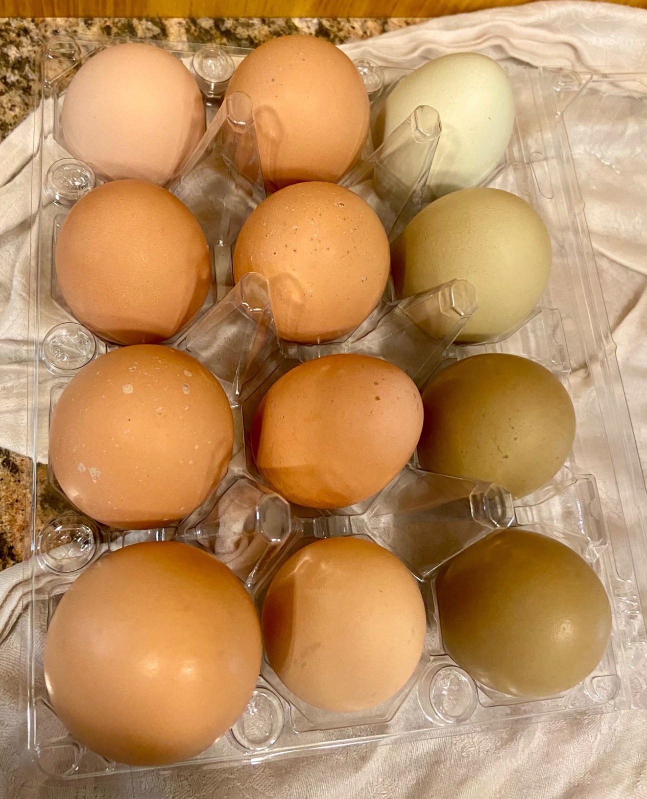 Chicken Hatching Eggs, (20) , Mixed Barnyard Flock, Wyandotte, Easter E etc.