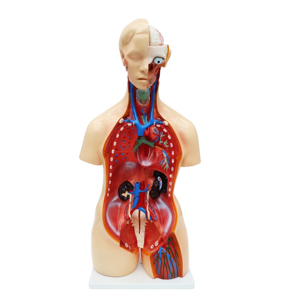 25 Pieces Replaceable For Men and Women Human Torso Model Detachable PVC