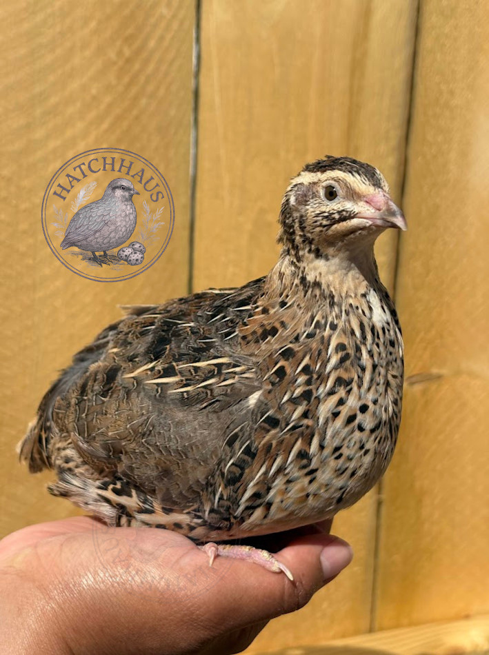 30+ RAINBOW RARE COLORS Coturnix Quail Hatching Eggs FREE SHIPPING