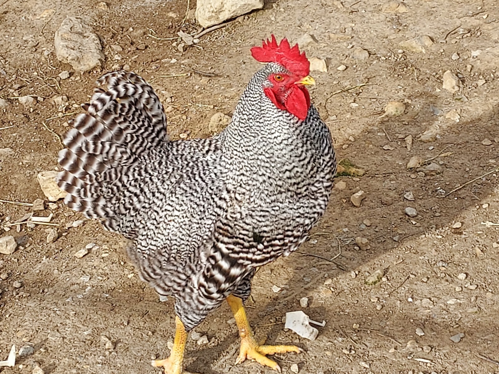 8 Purebred Barred Rock Chicken Fertile Hatching Eggs