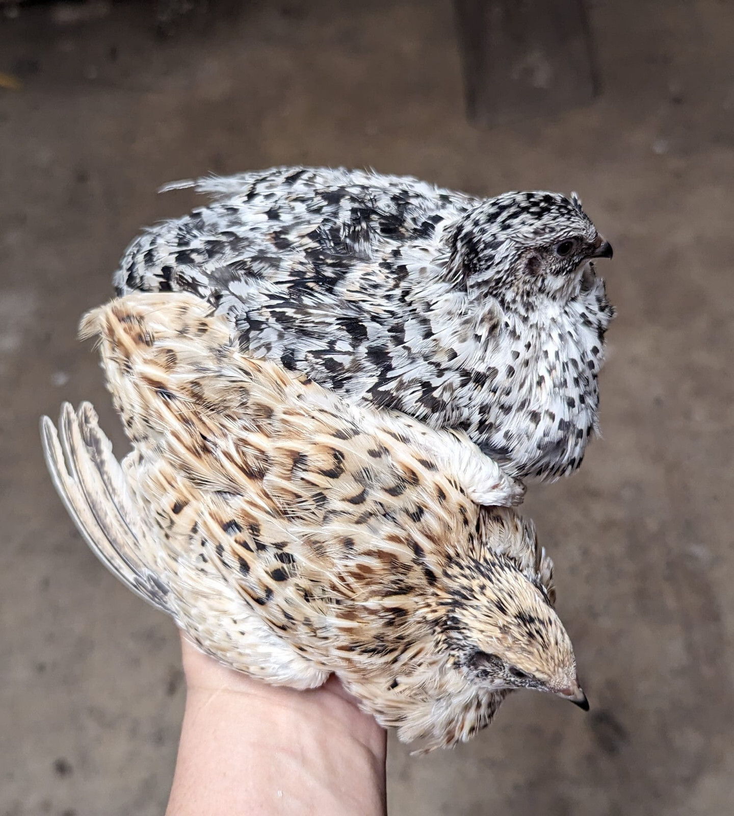 150+extras Coturnix Quail Hatching Eggs NPIP Flock