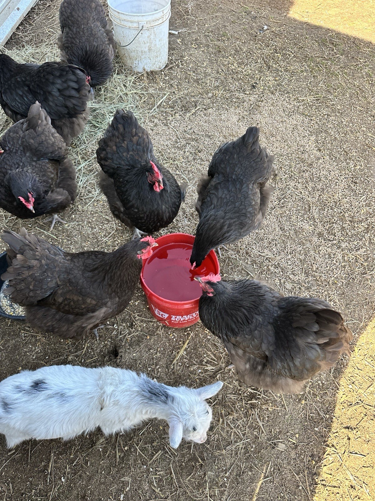 English Chocolate Orpington Hatching Eggs 12+