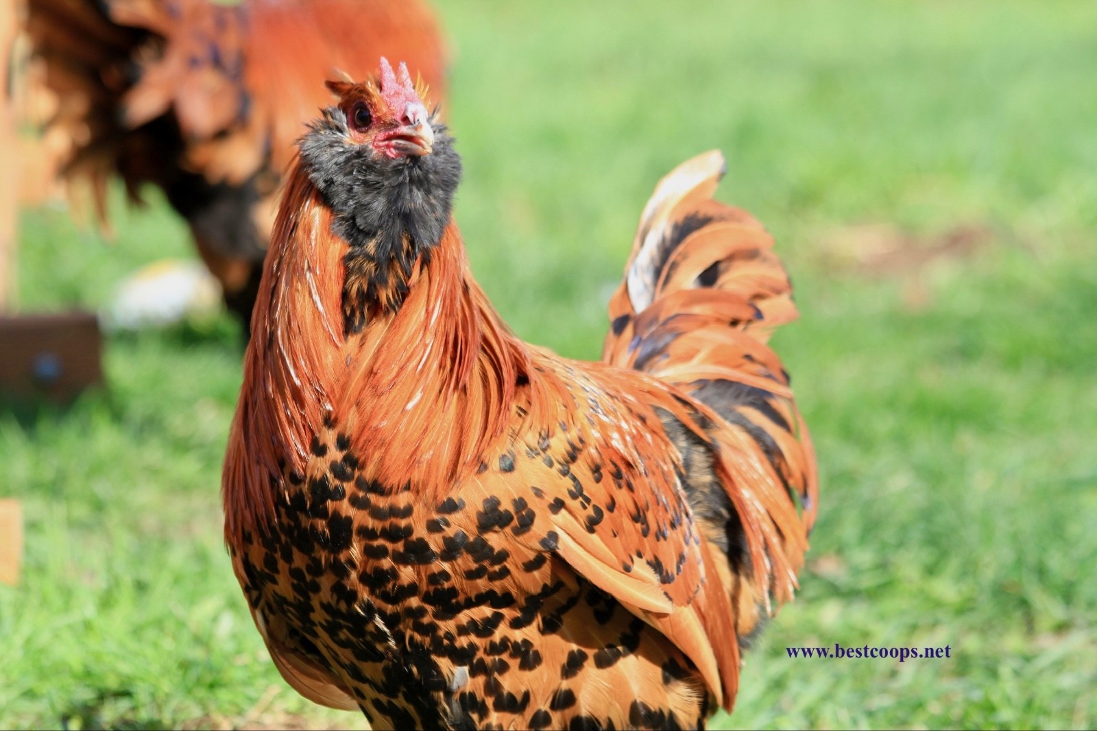 6+ Gold Owlbeard Fertile Chicken Hatching Eggs
